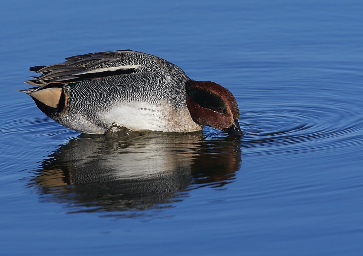 Teal - Titchwell 17/11/21