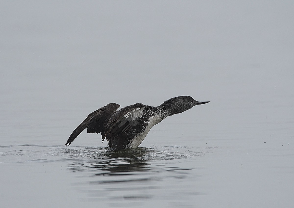 Red Throated Diver - Cley 08/10/21
