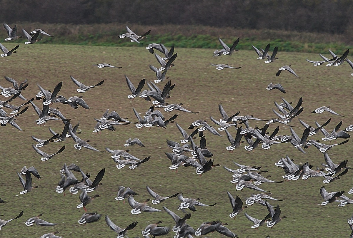 Pink-footed Goose - Salthouse 07/12/21