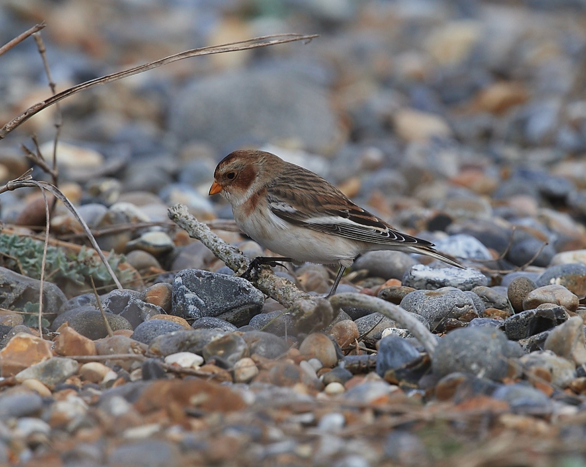 Snow Bunting - Cley 08/12/21