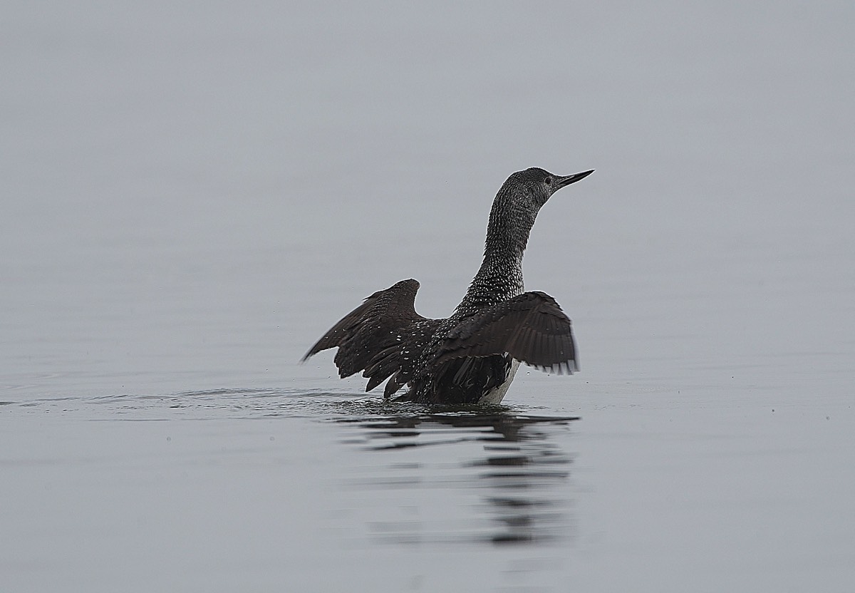 Red Throated Diver - Cley 08/10/21