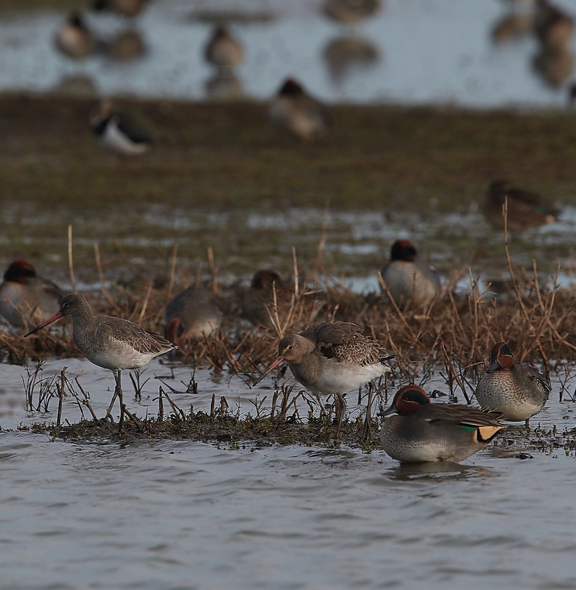 Black tailed Godwit & Teal - Cley 17/11/21