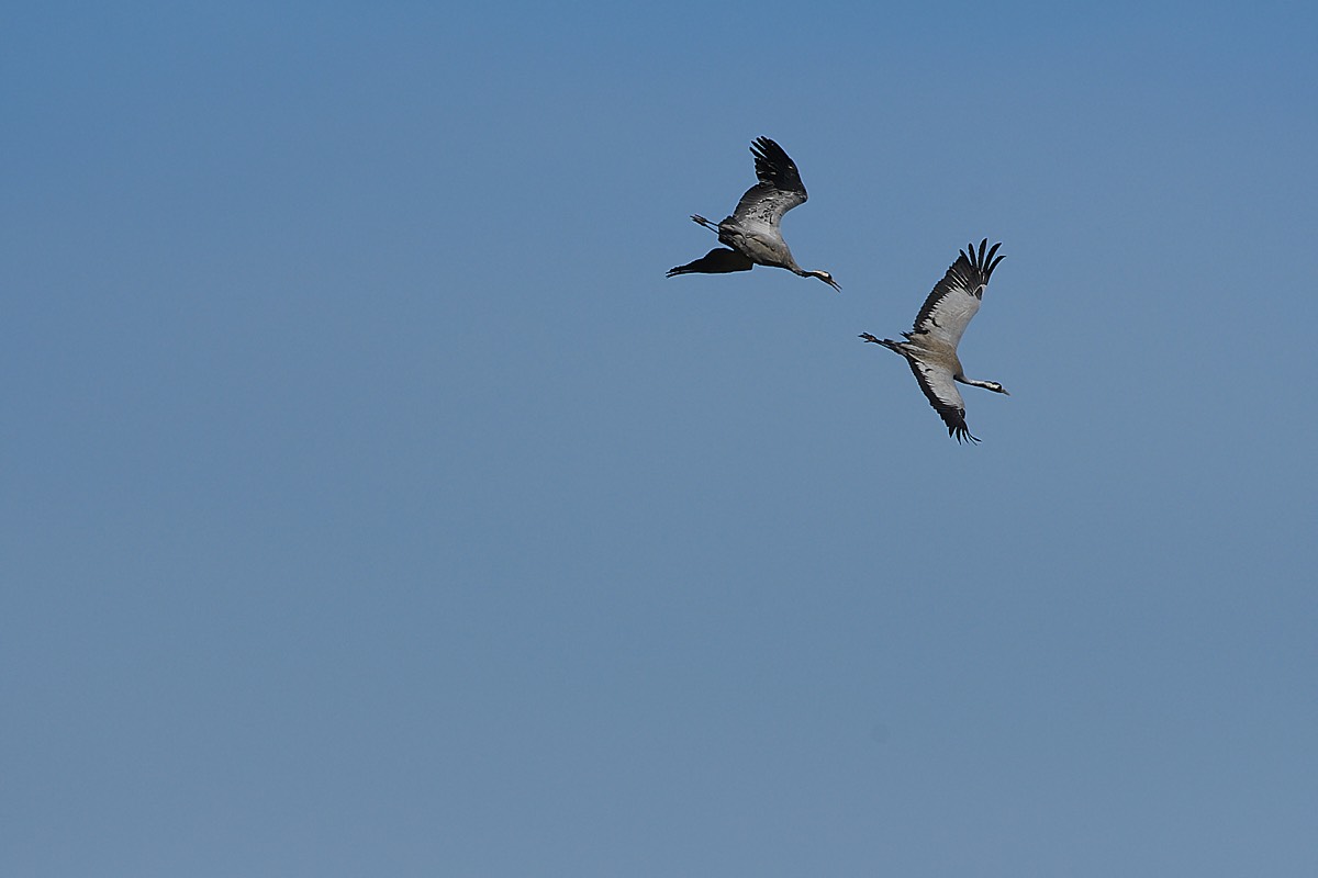 Common Crane - Sutton Fen 17/04/21