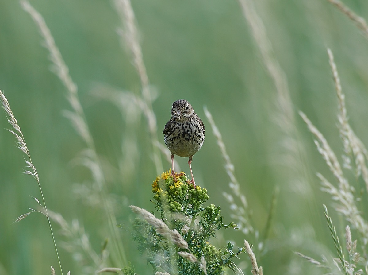 Meadow Pipit - Cley 06/07/21