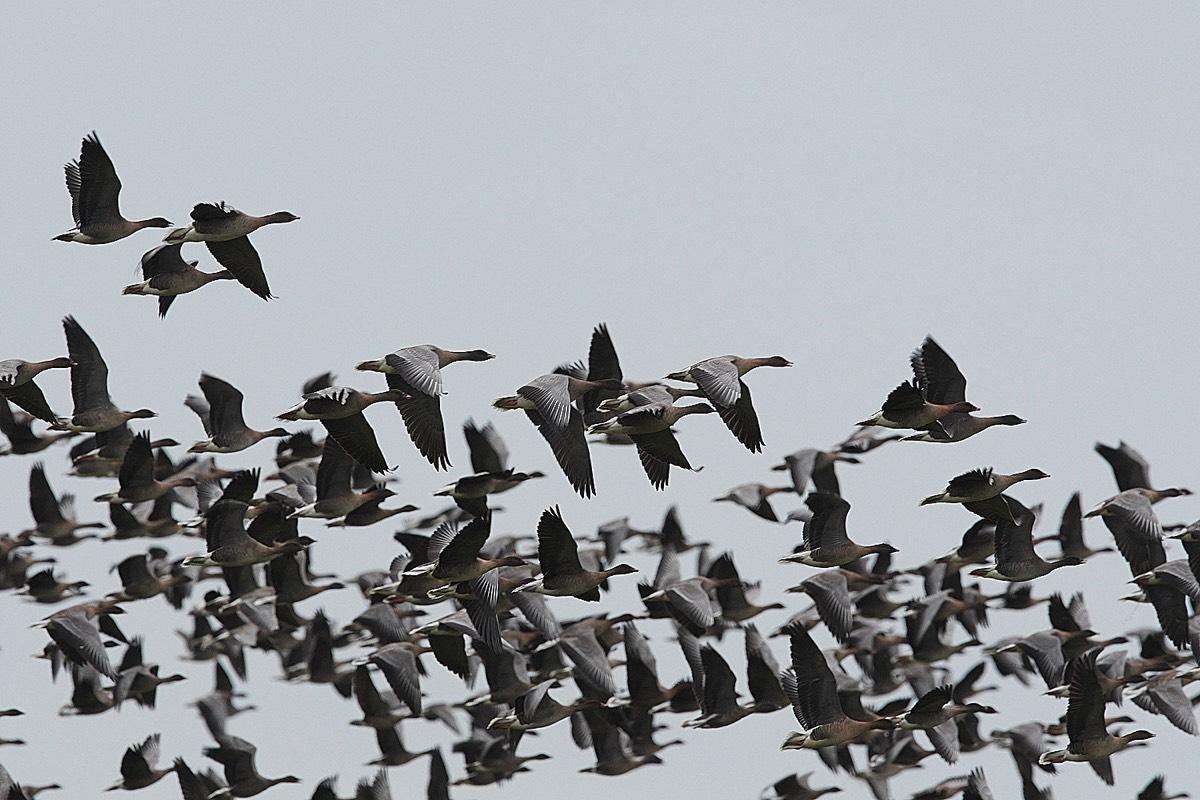 Pink-footed Goose - Salthouse 07/12/21