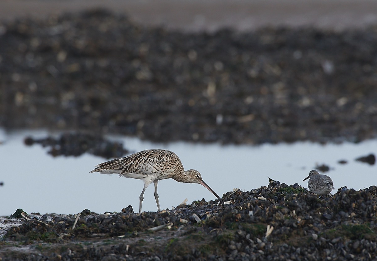 Curlew - Titchwell 09/10/21