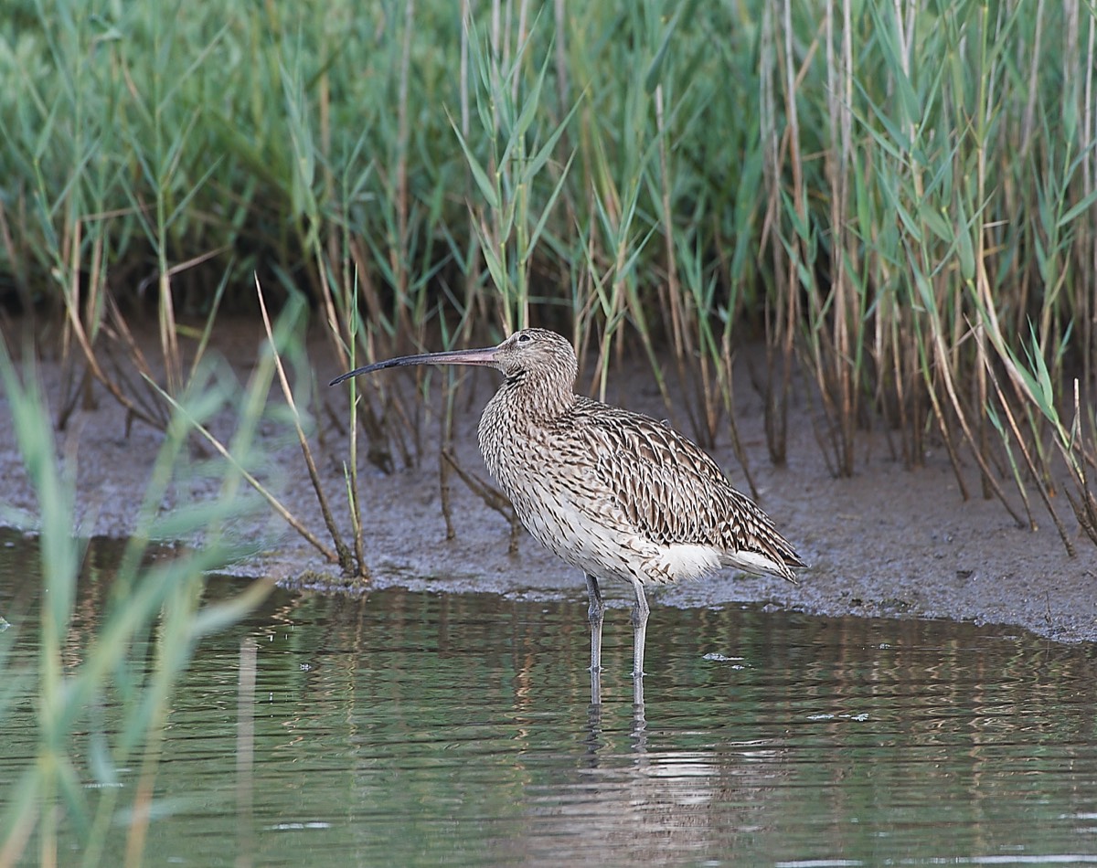 Curlew - Cley 06/07/21