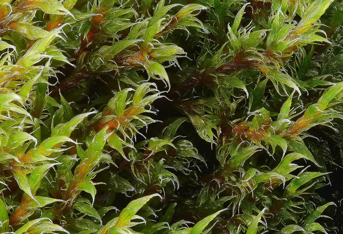 Green Mountain Fringe-moss - SH7425 Dol-frwynog 15/09/21