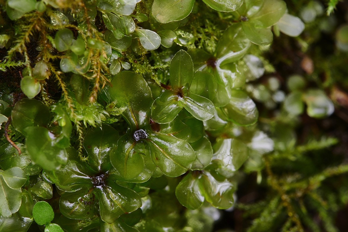Dotted Thyme Moss - Beeston Common 23/05/21