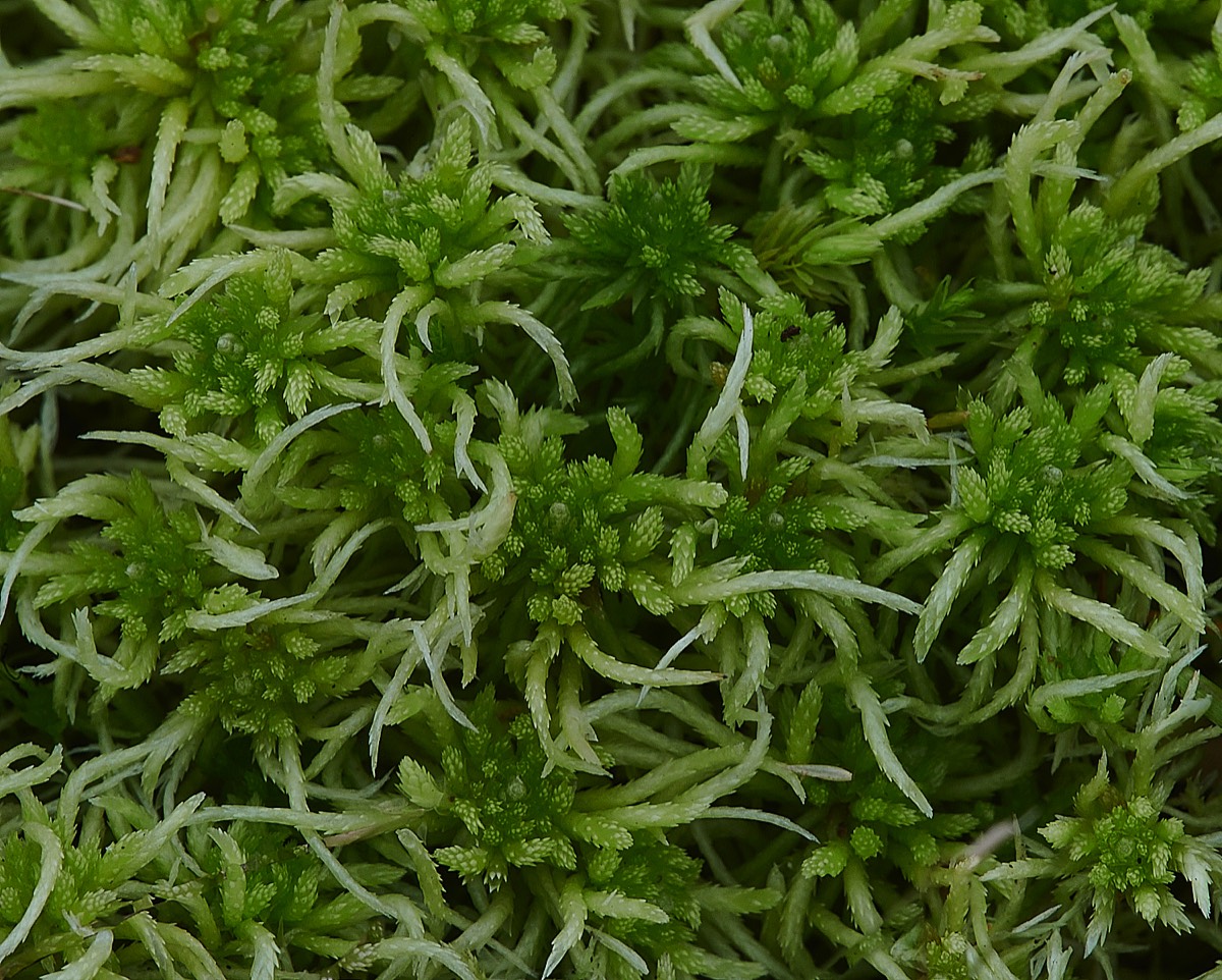 Sphagnum fimbriatum - A Norfolk Common 17/10/21