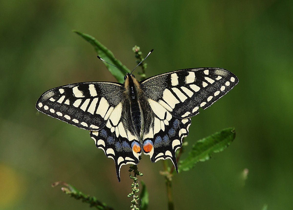 Swallowtail - Hickling Broad 15/06/21