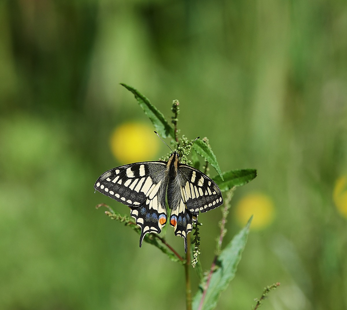 Swallowtail - Hickling Broad 15/06/21