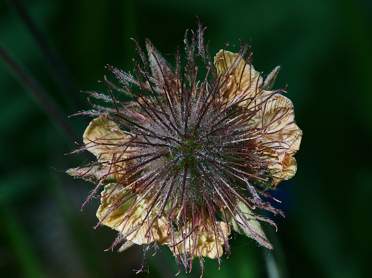 Water Avens - Foxley Wood 13/06/21
