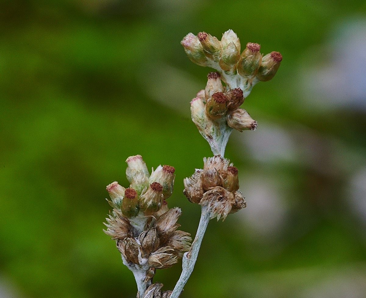 Jersey Cudweed - Great Yarmouth 20/12/21