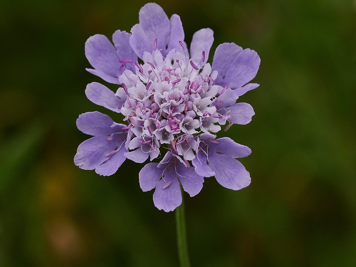 Small Scabious - Cley 23/07/21