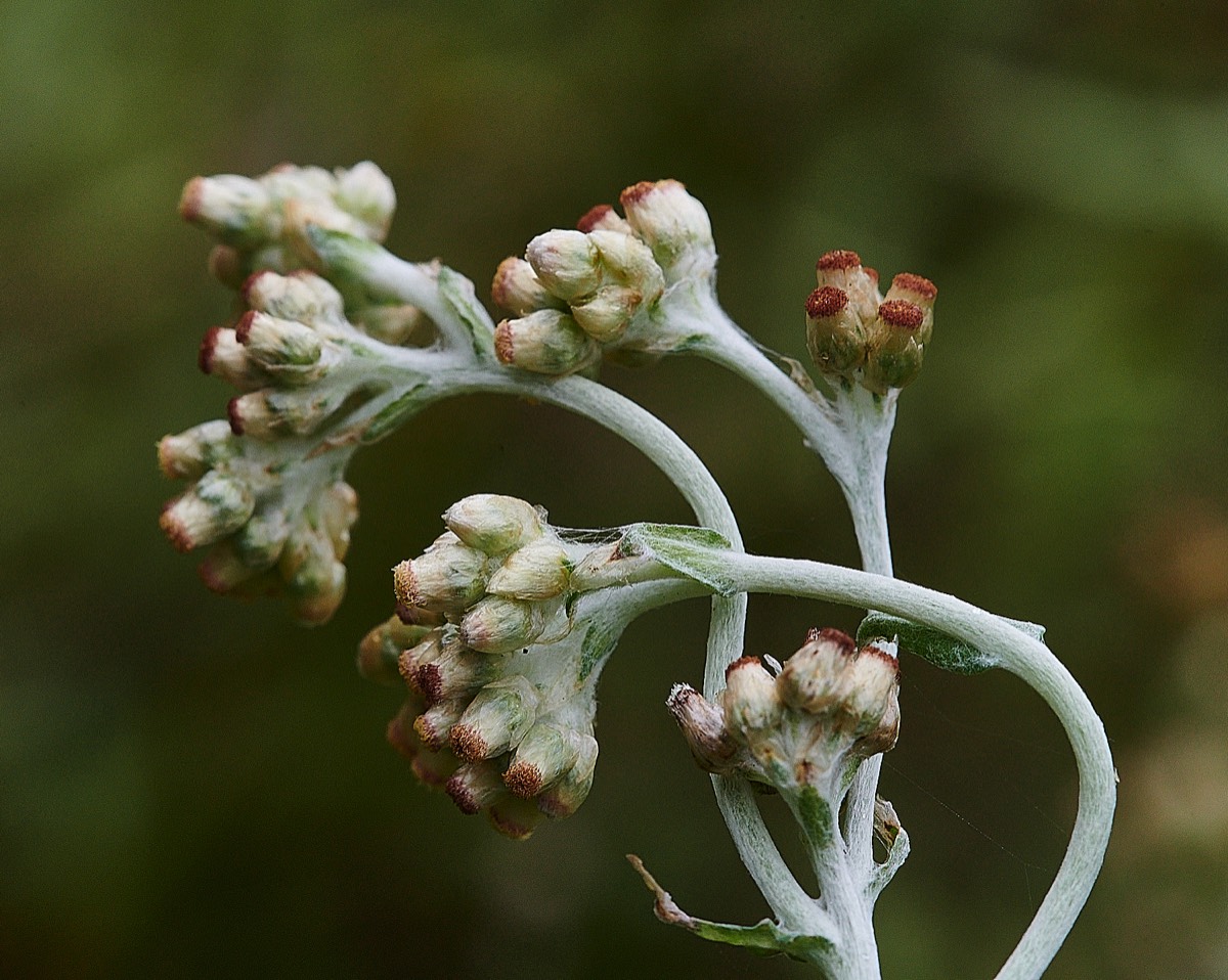Jersey Cudweed - Great Yarmouth 20/12/21