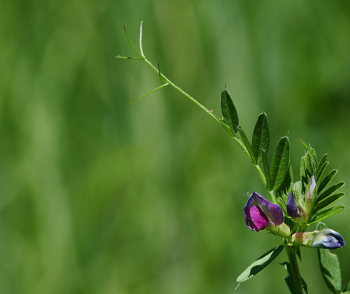 Common Vetch - Foxley Wood 13/06/21