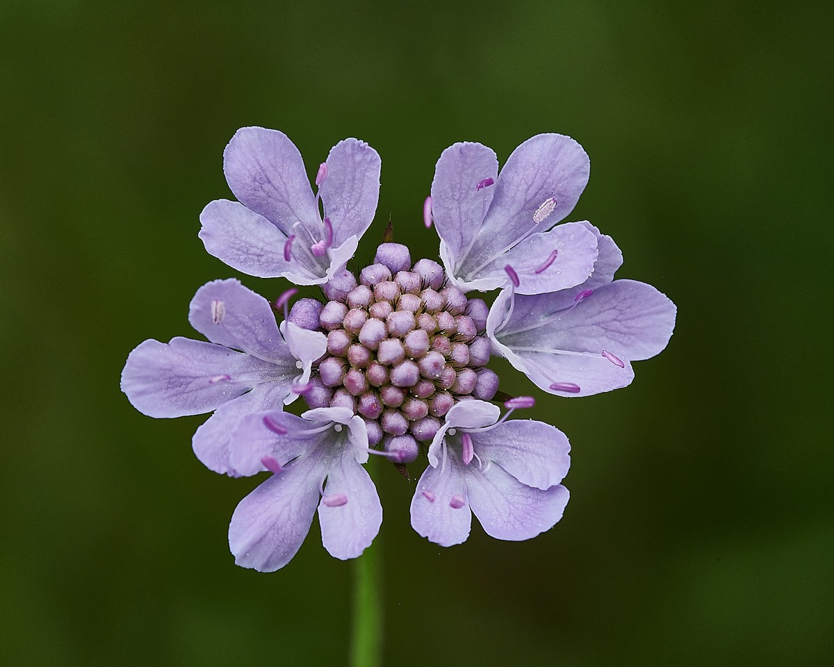 Small Scabious - Cley 23/07/21
