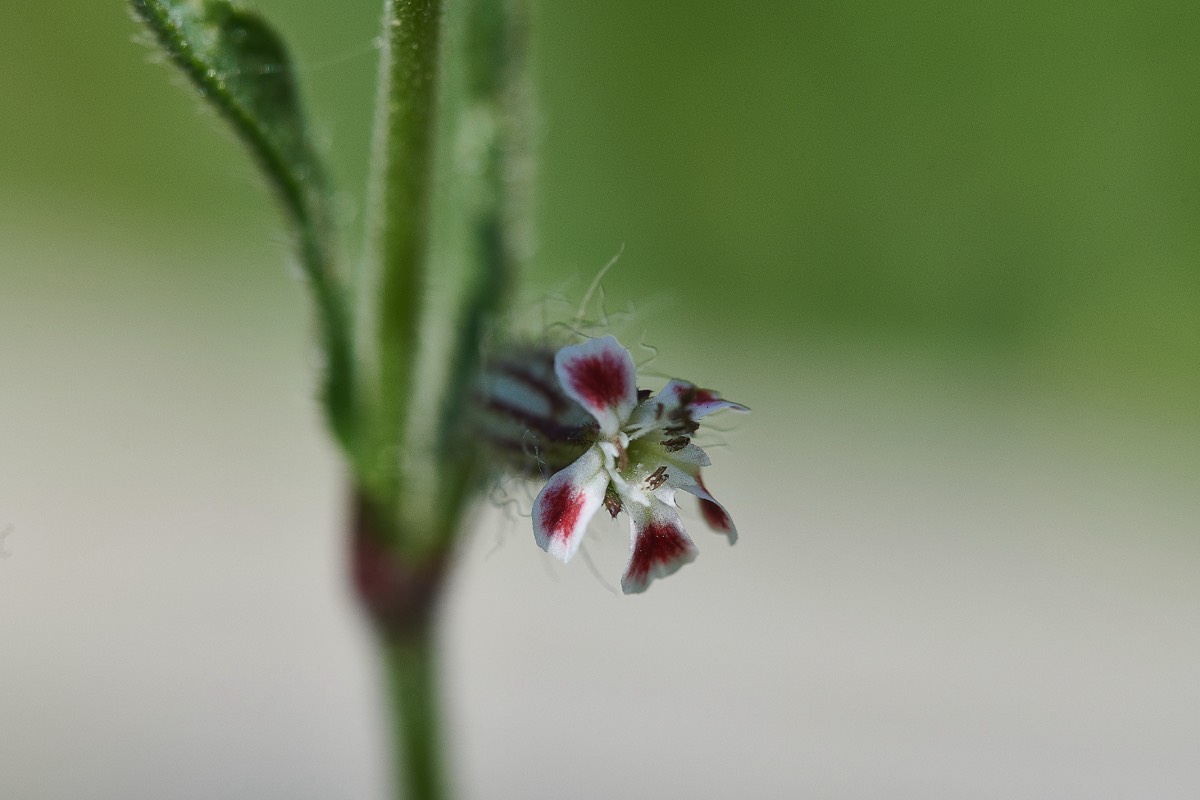 Small-flowered Catchfly - Felmingham Cutting 01/06/21
