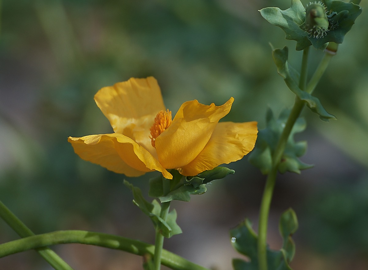 Yellow-horned Poppy - Cley 06/07/21