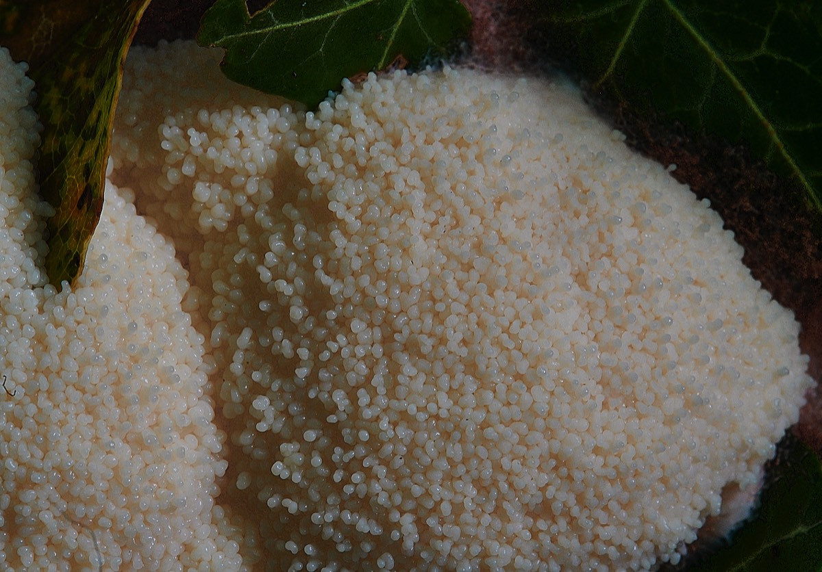 Slime Mold - Burlingham 08/11/21