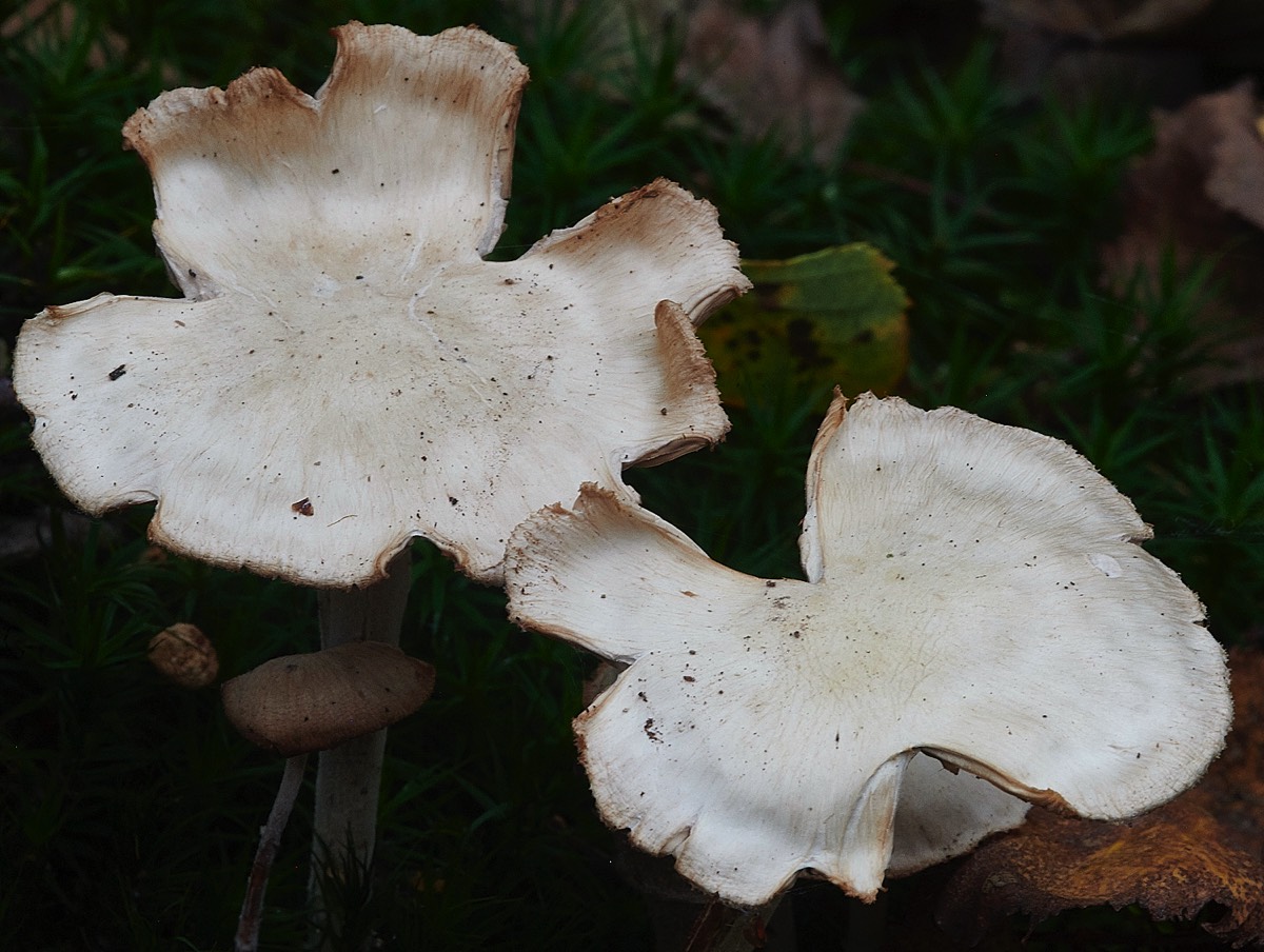 Fungus Sp - Wellington Plantation 23/10/21