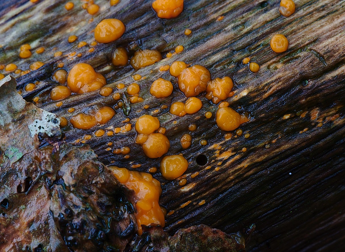 Common Jelly Spot - Buckenham Wood 29/12/21