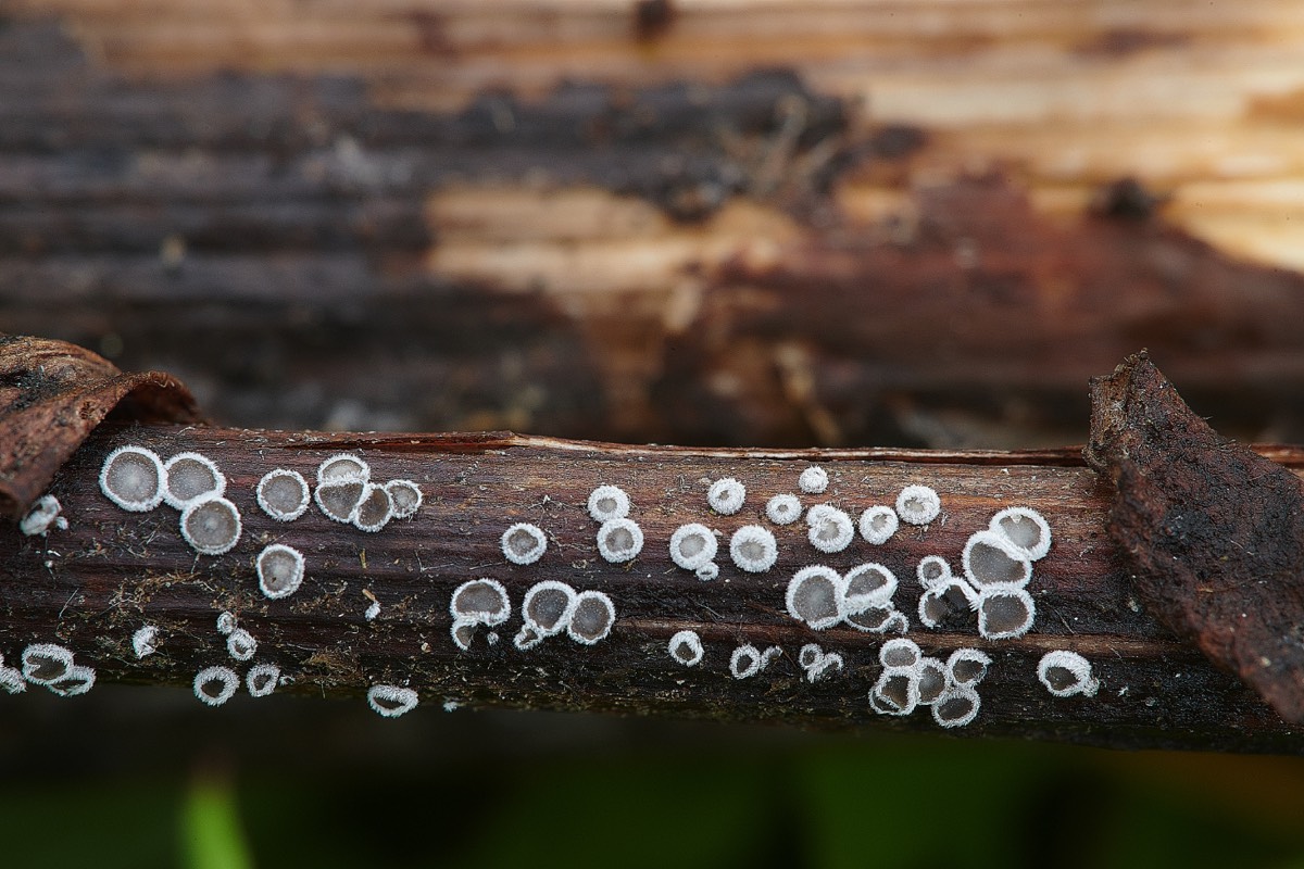 Lachenella villosa - Beeston Common 10/06/21