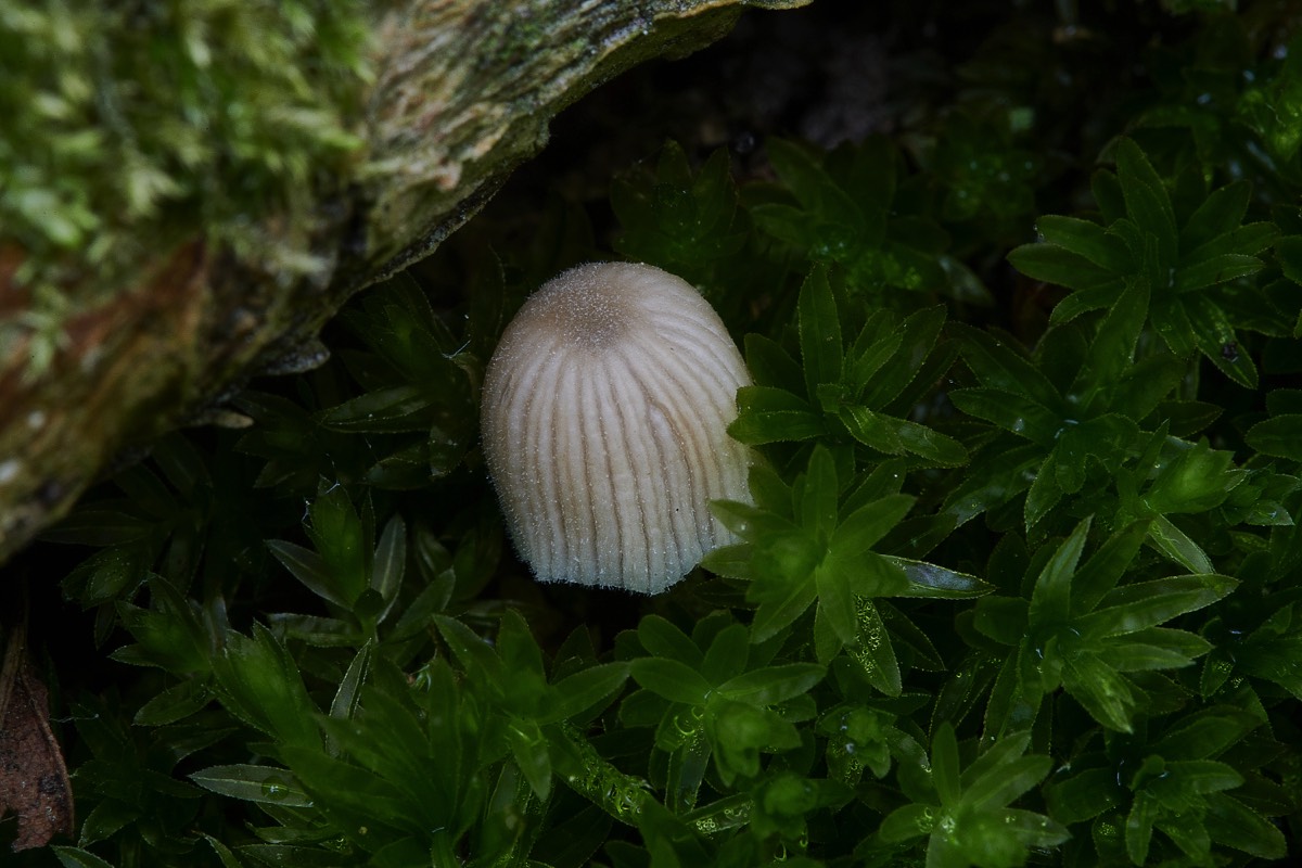 Fungus Sp - Beeston Common 10/06/21