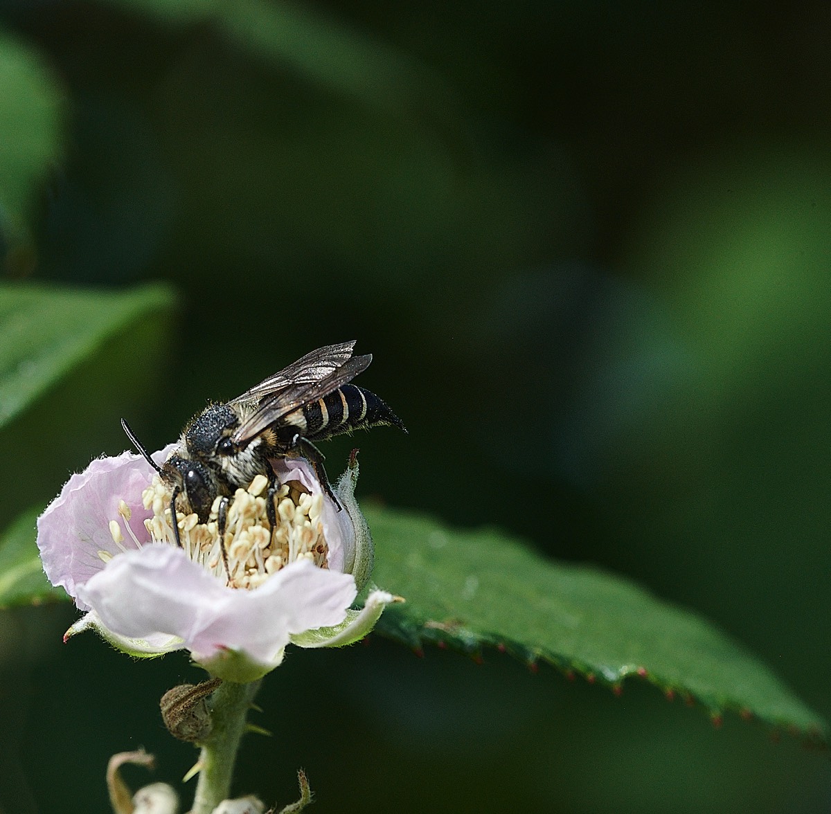 Sharp-tailed Bee - Weybourne 27/08/21
