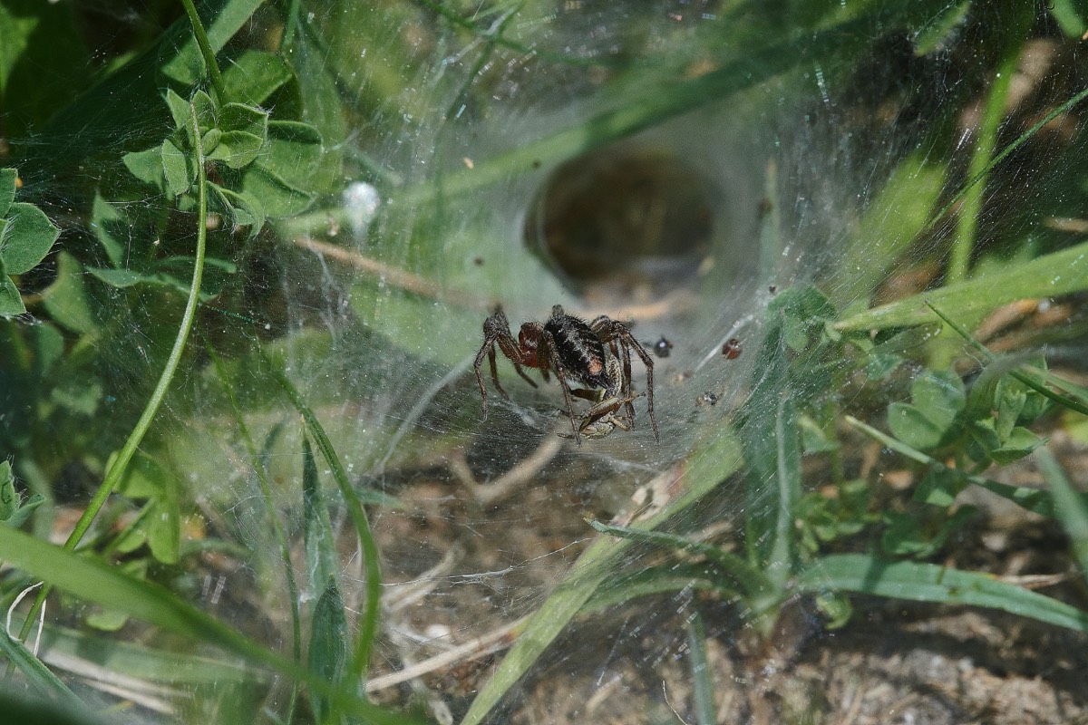 Spider Sp - Foulden Common 07/06/21