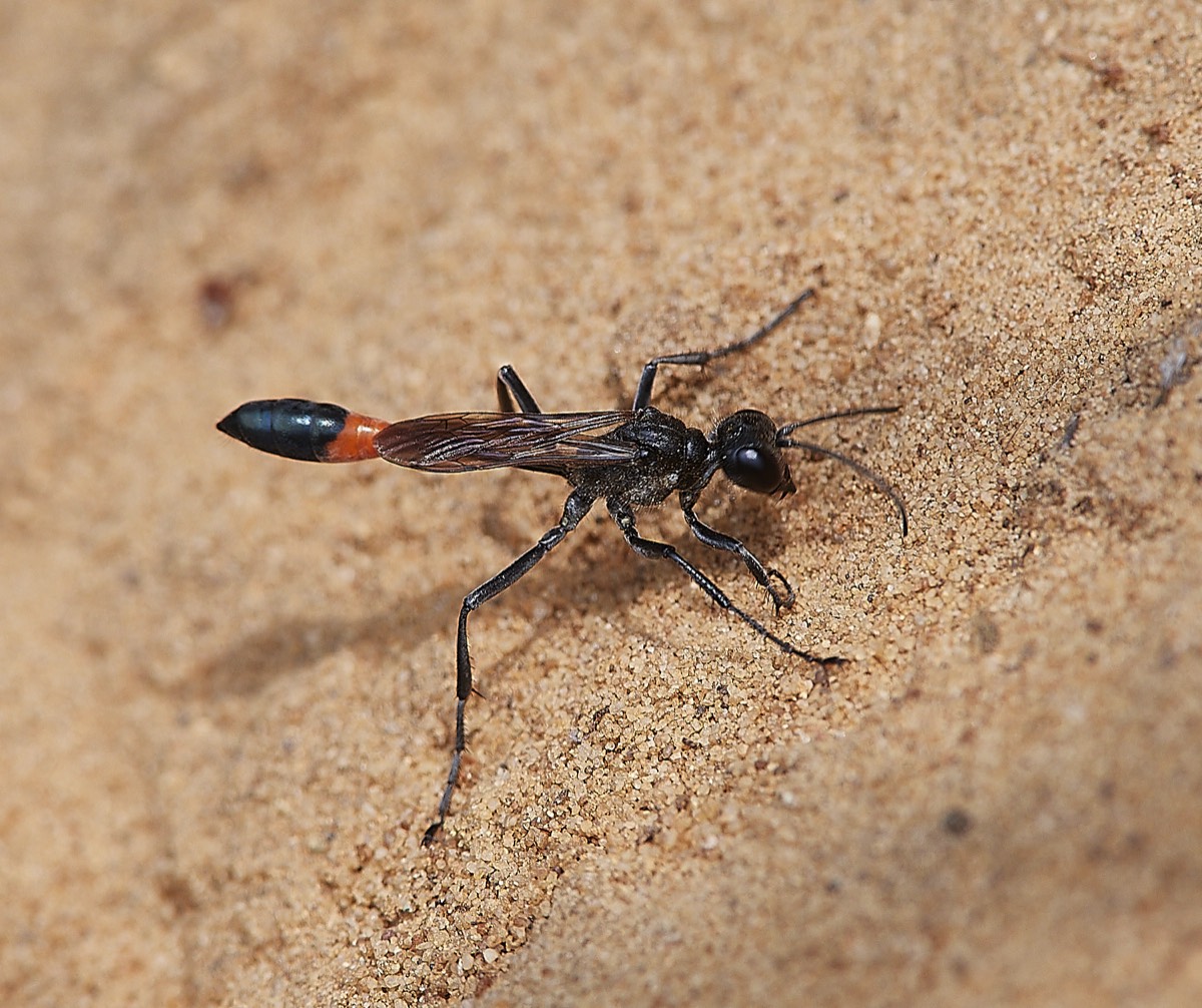 Sand Wasp - Kelling Heath  20/07/21