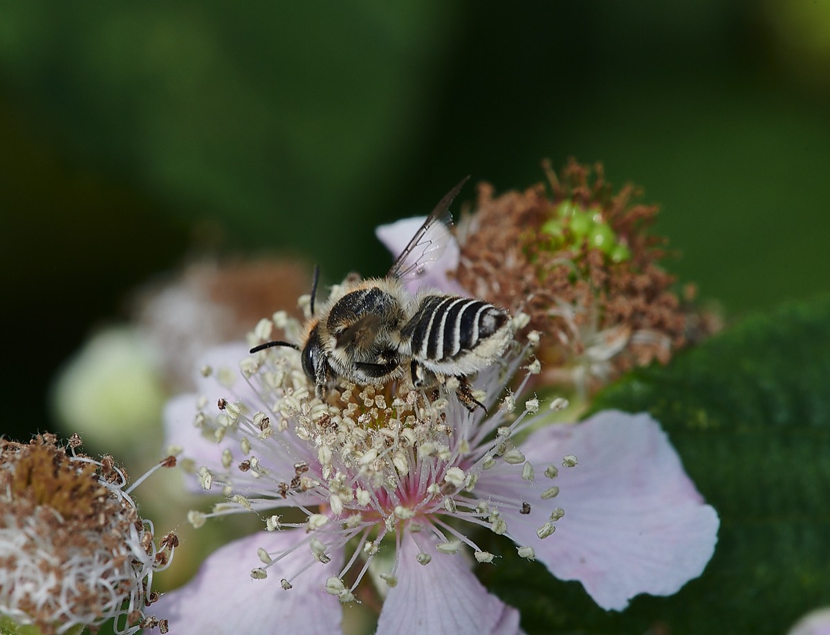 Silver Leaf-cutter Bee - Snettisham  26/07/21