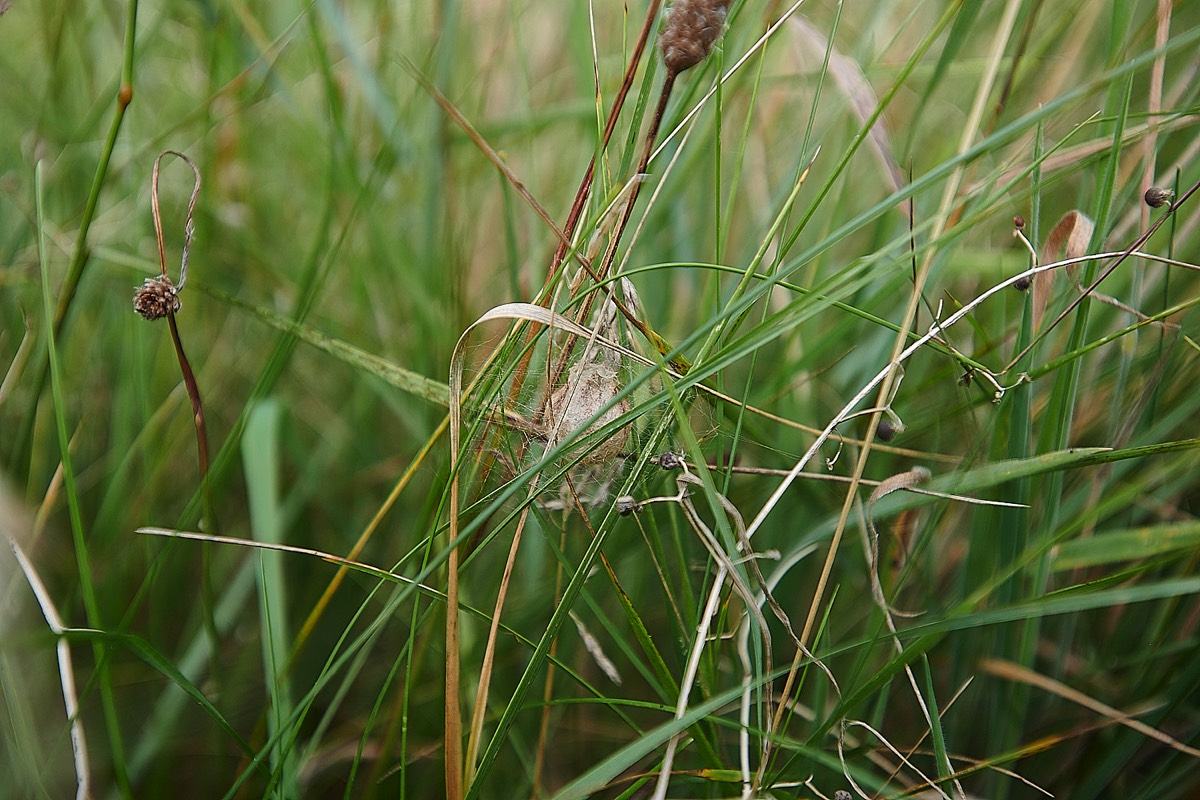 Wasp Spider Egg Sac - Gramborough Hill 25/08/21