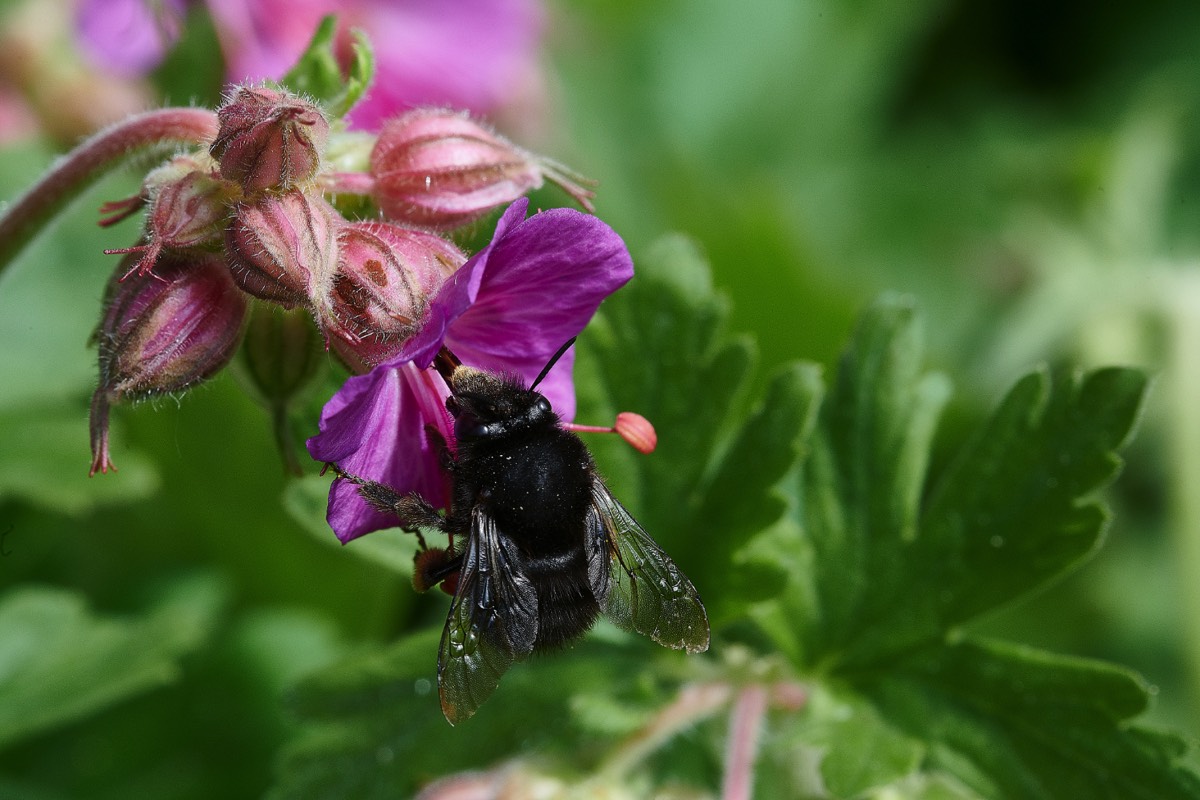 Hairy - footed Flower Bee - Hanworth 13/05/21