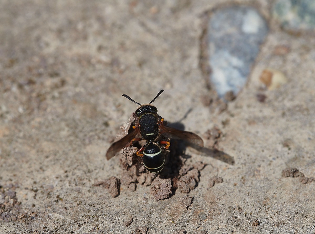 Fen Mason Wasp - Hickling 15/06/16