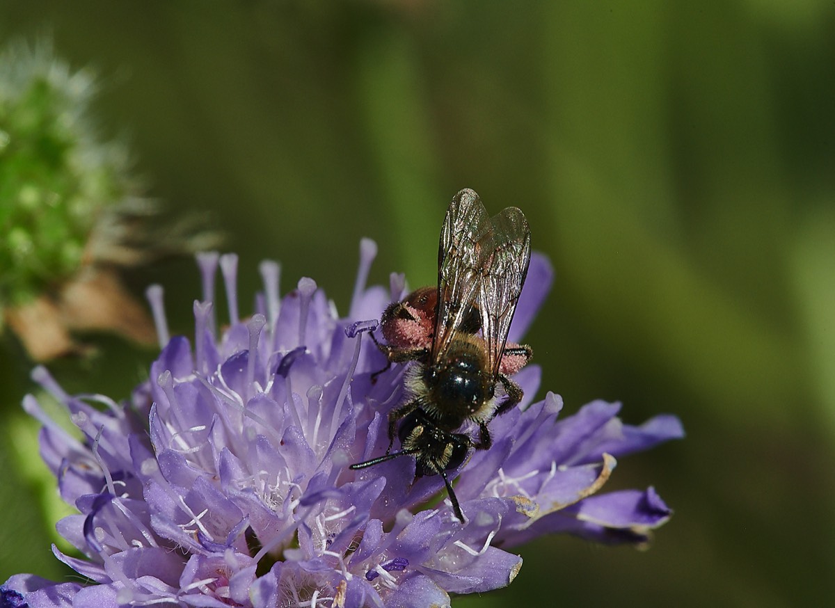 Small Scabious Mining Bee - Weybourne 01/08/21