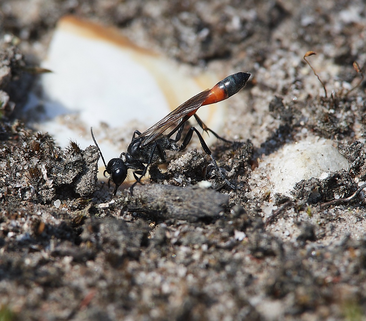 Sand Wasp - Kelling Heath  20/07/21