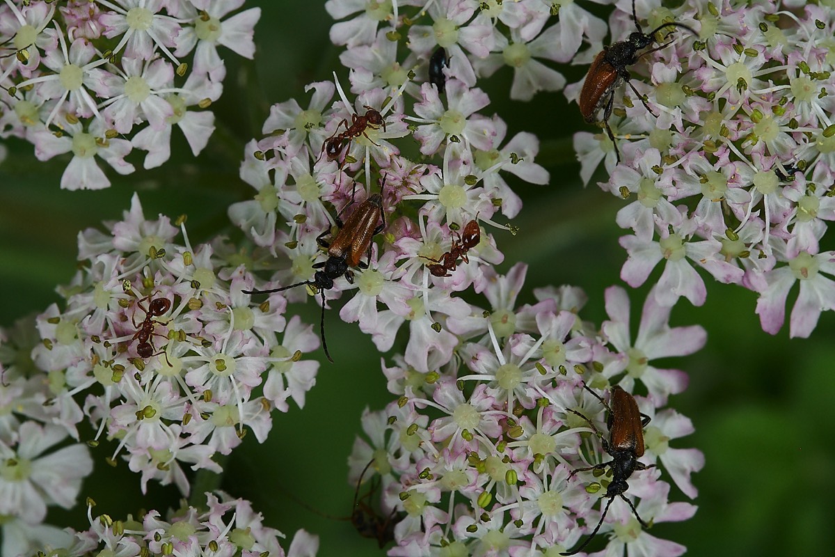 Longhorn Beetles & Ants - Austin