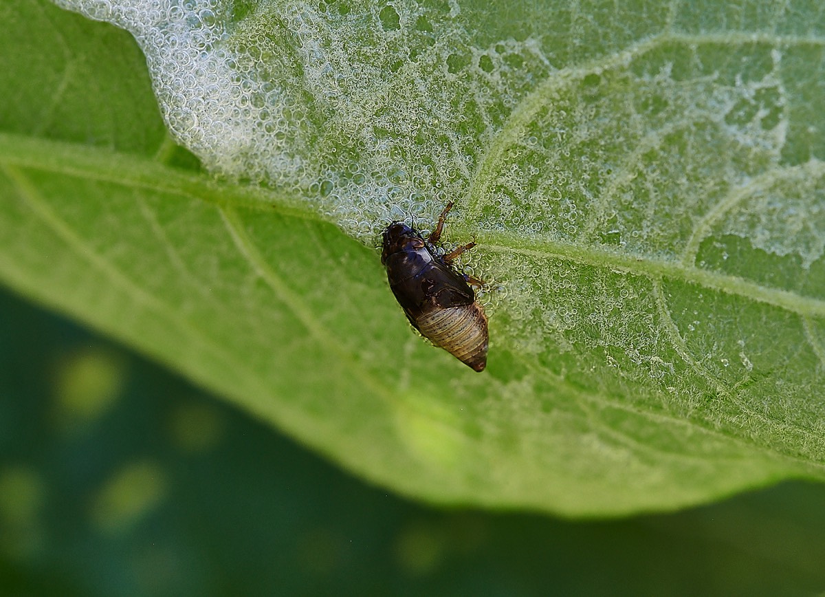 Froghopper Nymph blowing bubbles - Foxley Wood 13/06/21