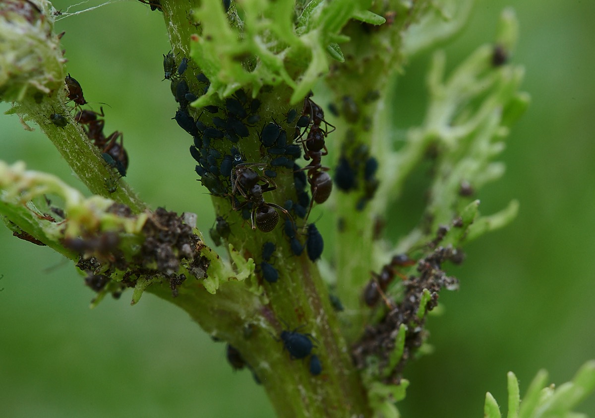 Ants harvesting Blackfly - Kelling Heath 02/07/21