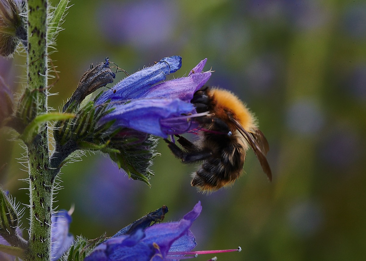 Moss Carder Bee - Kelling Heath 02/07/21