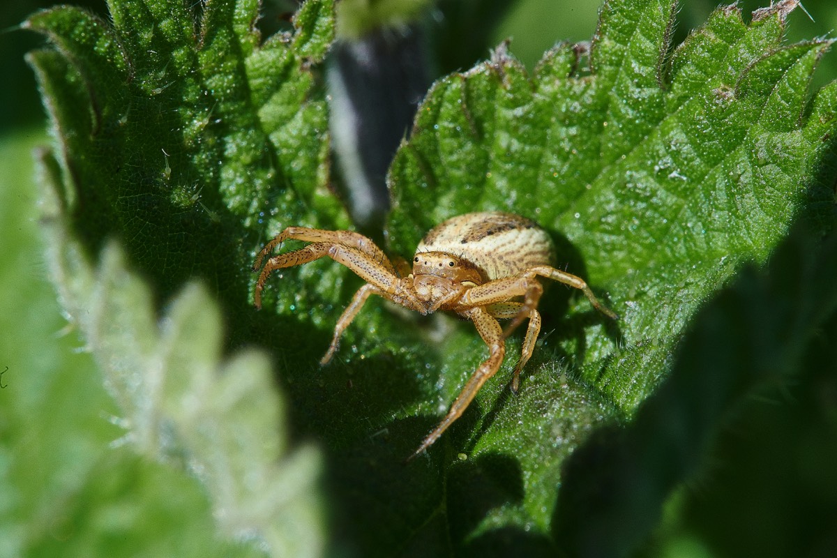 Crab Spider Sp - Whittlingham Marsh 29/05/21