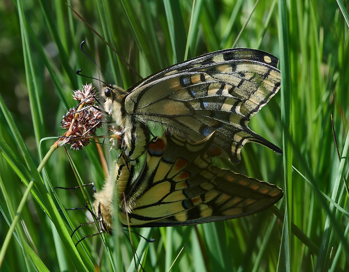 Swallowtail - Catfield Fen 03/07/21
