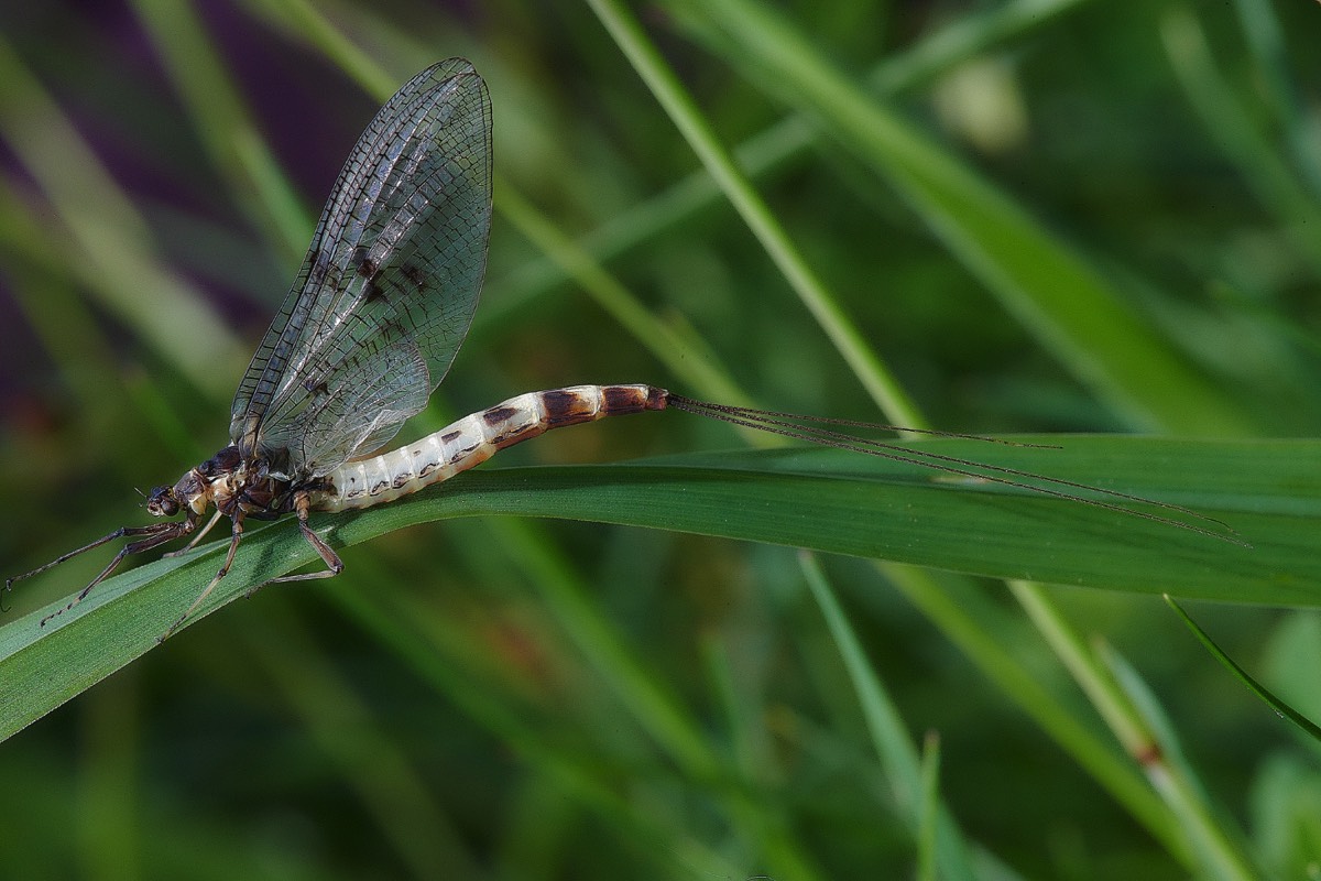 Mayfly Sp - Foulden Common 07/06/21