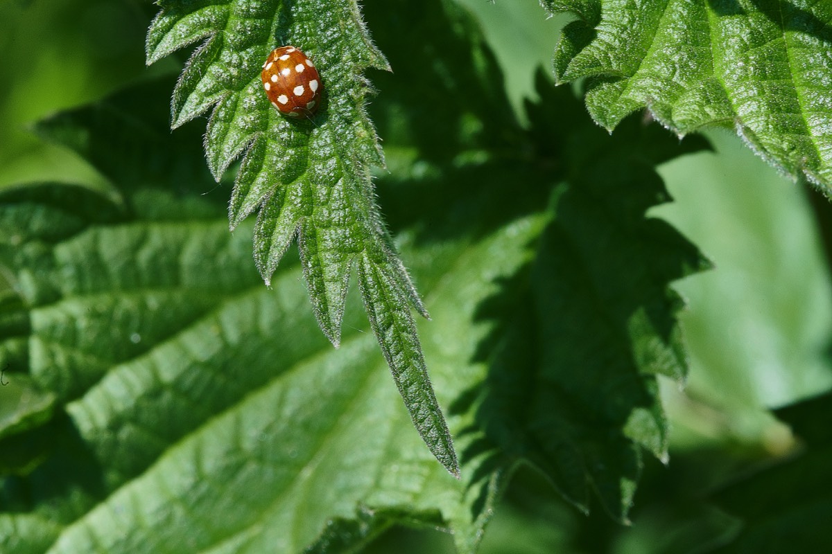 Ladybird Sp - Whittlingham Marsh 29/05/21