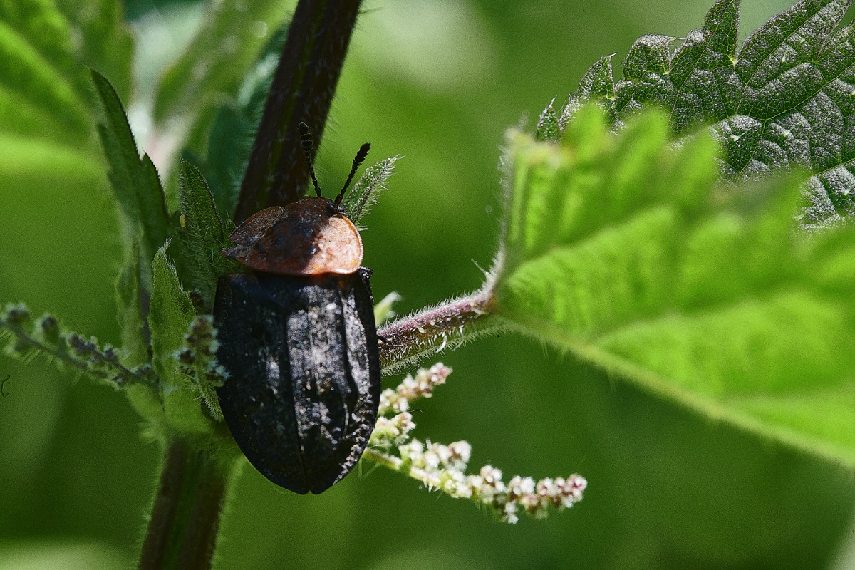 Carrion Beetle - Whittlingham Marsh 29/05/21