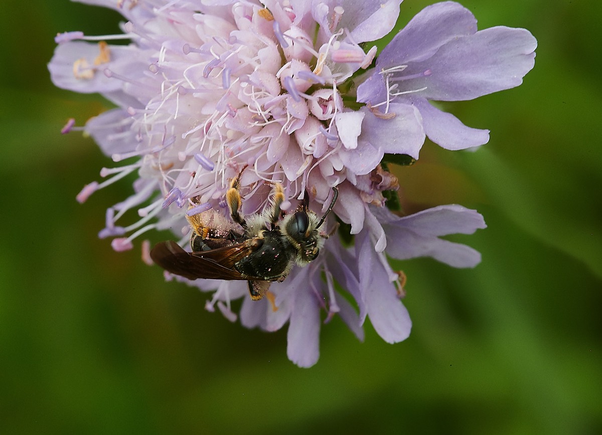 Large Scabious Mining Bee - Cley 23/07/21