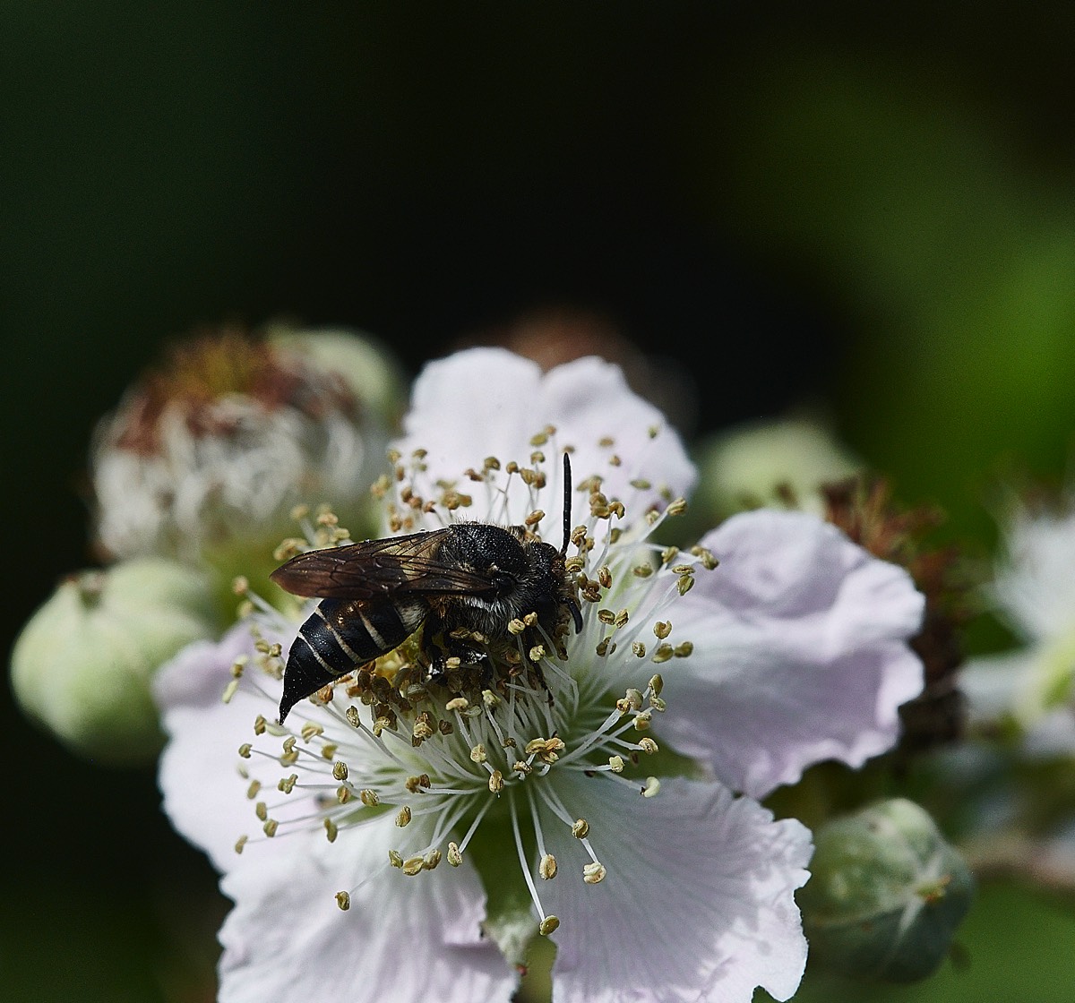 Sharp-tailed Bee - Weybourne 27/08/21