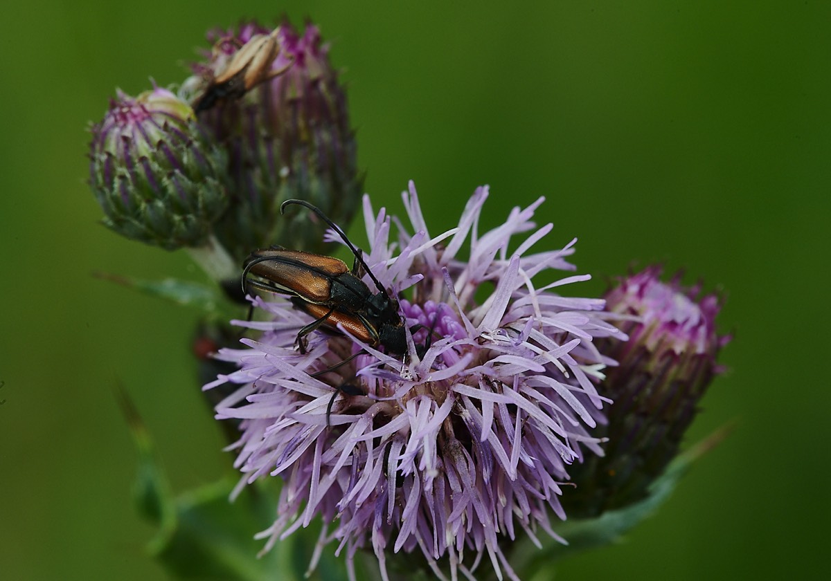 Longhorn Beetle - Houghemn Plantation 11/07/21